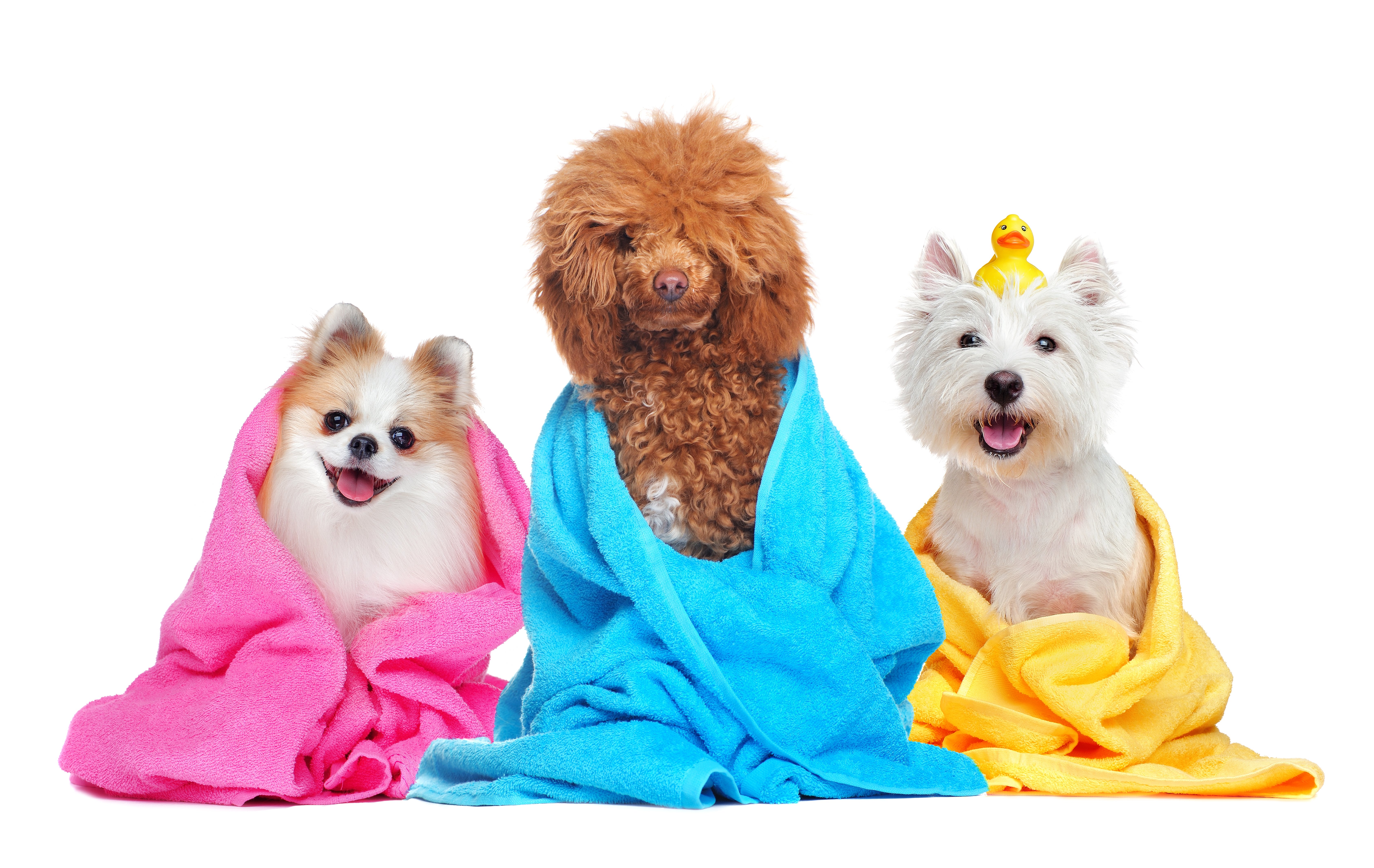 Three dogs in towels after getting bathed in mobile grooming 