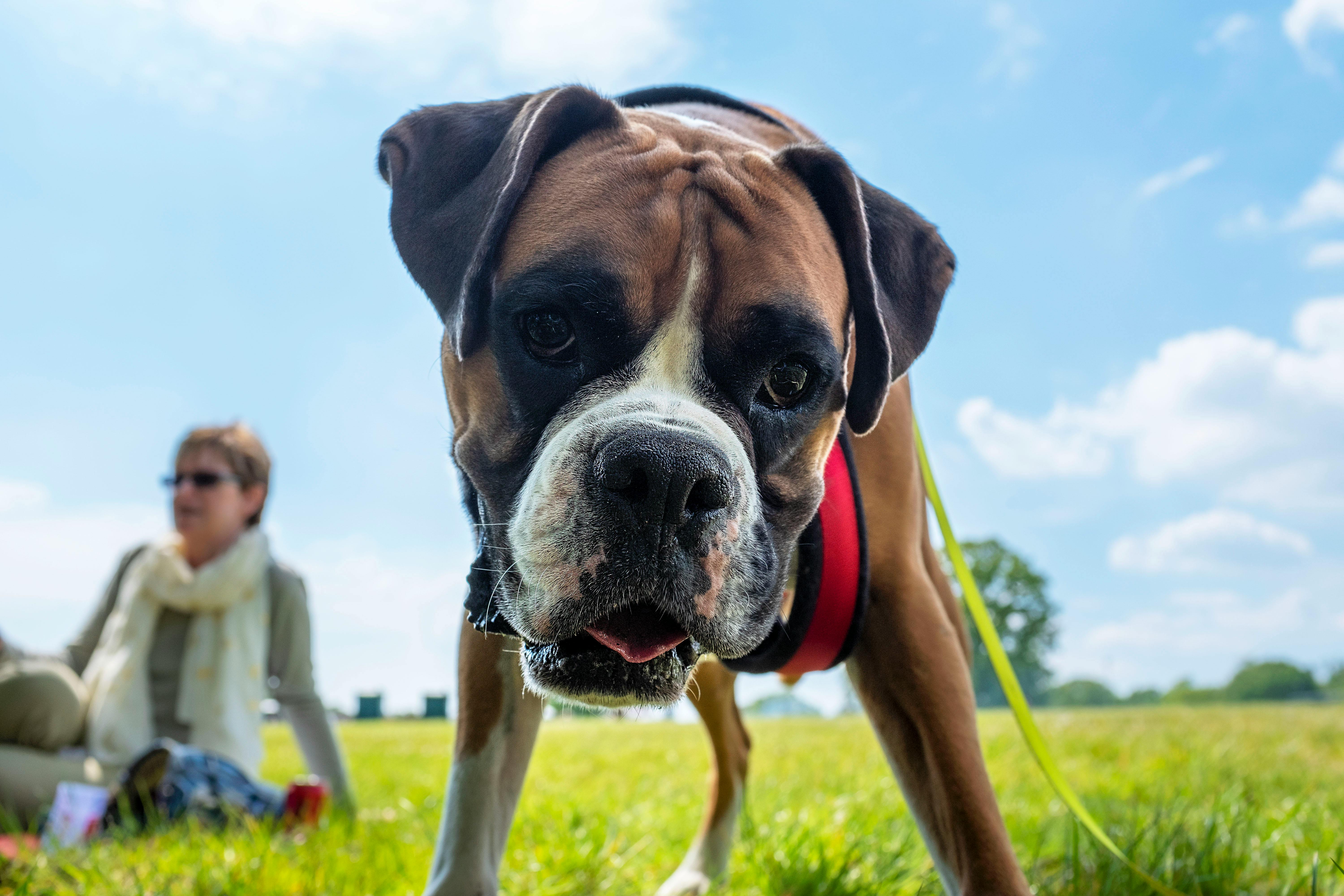 Boxer dog enjoying a sunny day.