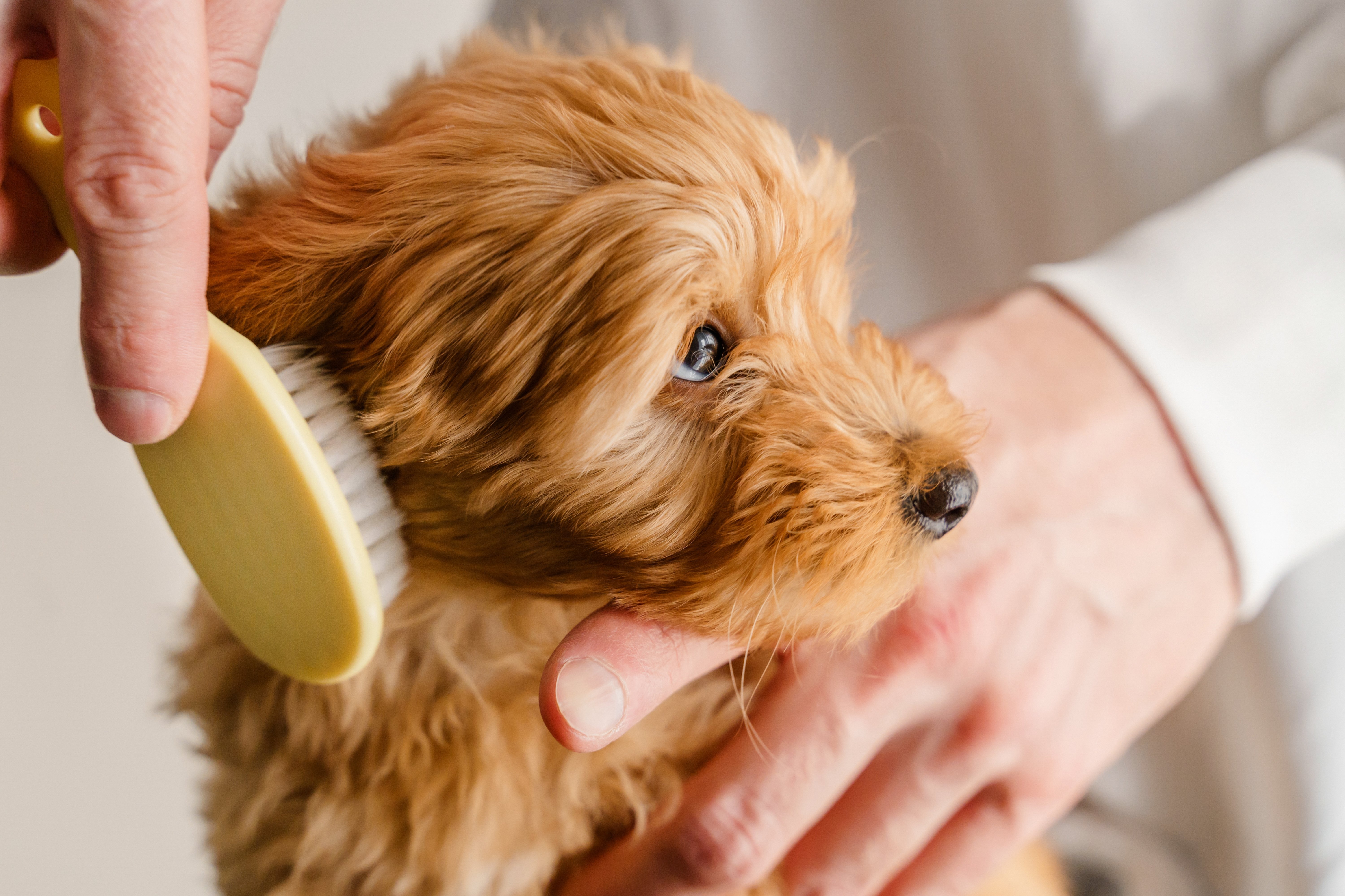  Grooming a Maltipu Puppy. Combing purebred dogs