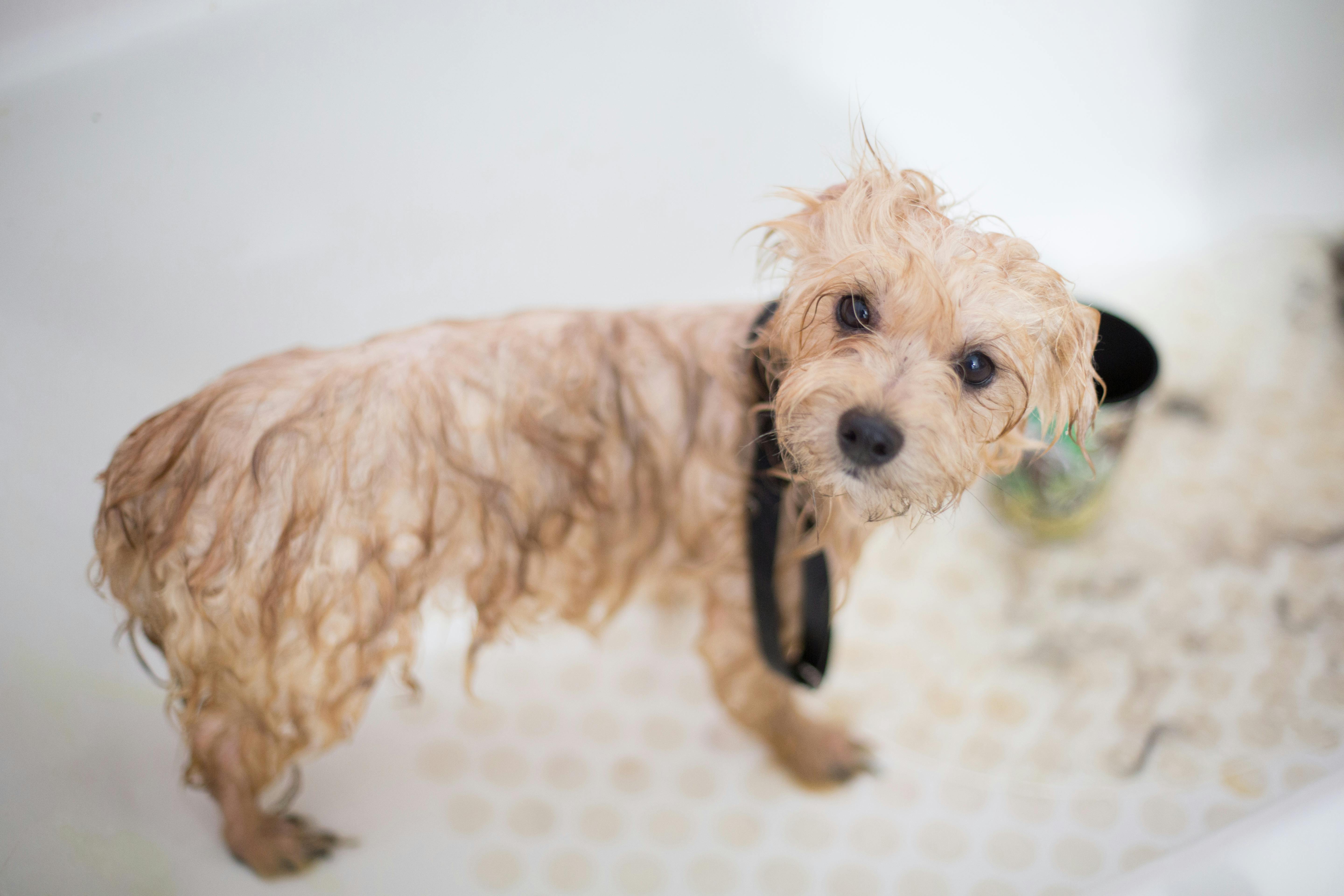 Wet dog in bath during wash session – ideal for pet grooming software programs.