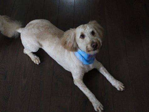 Poodle Cut
