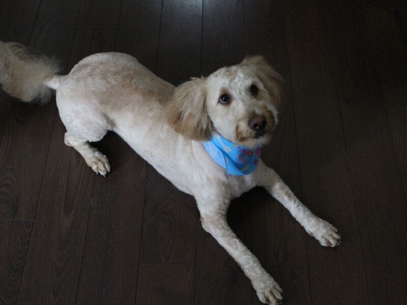 Poodle Cut