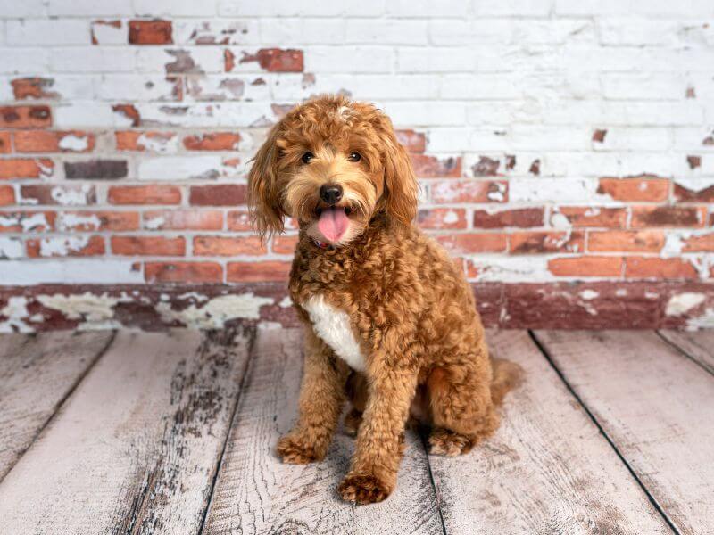 Puppy Cut