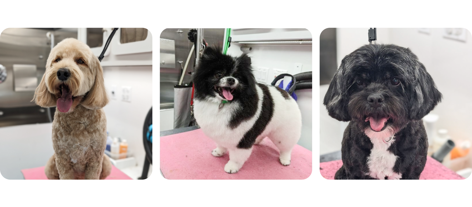 Shear Doodle Dog Grooming