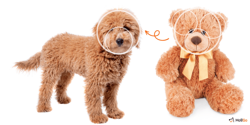 Teddy Bear Cut Diagram