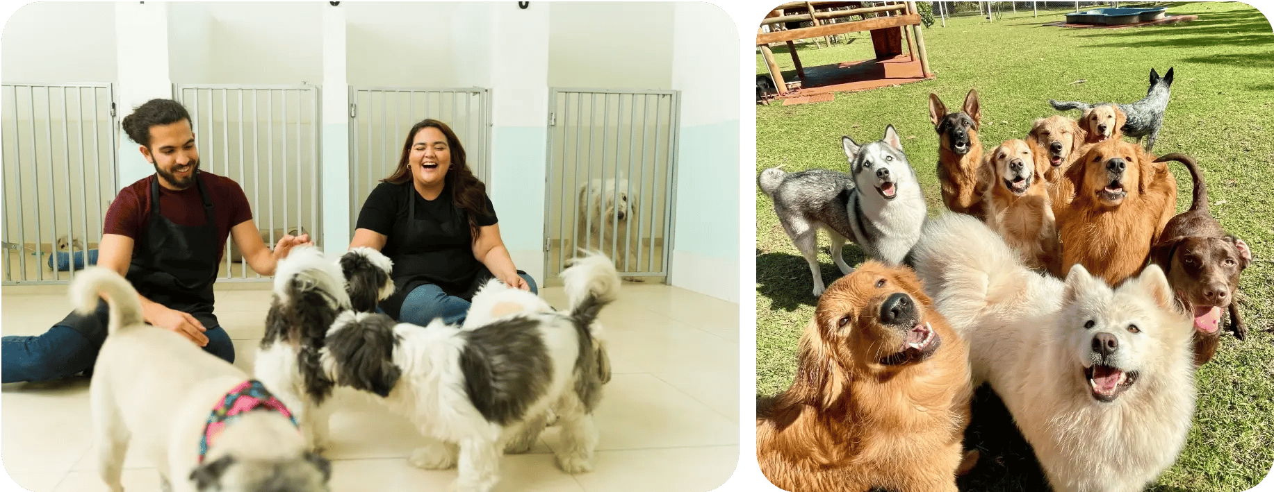 a photo of a professional daycare facility or an illustrated image that shows a spacious room with dogs playing resting and interacting with staff