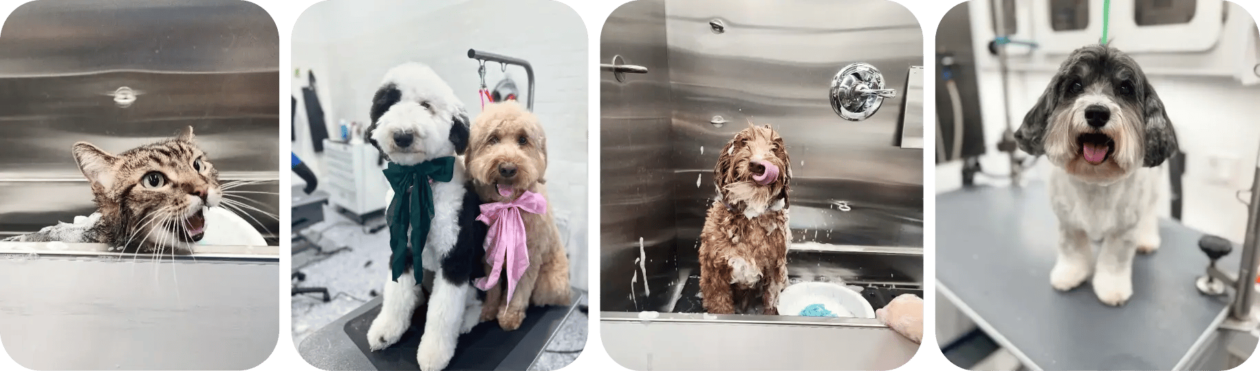 animal_liability_protecting_the_pets