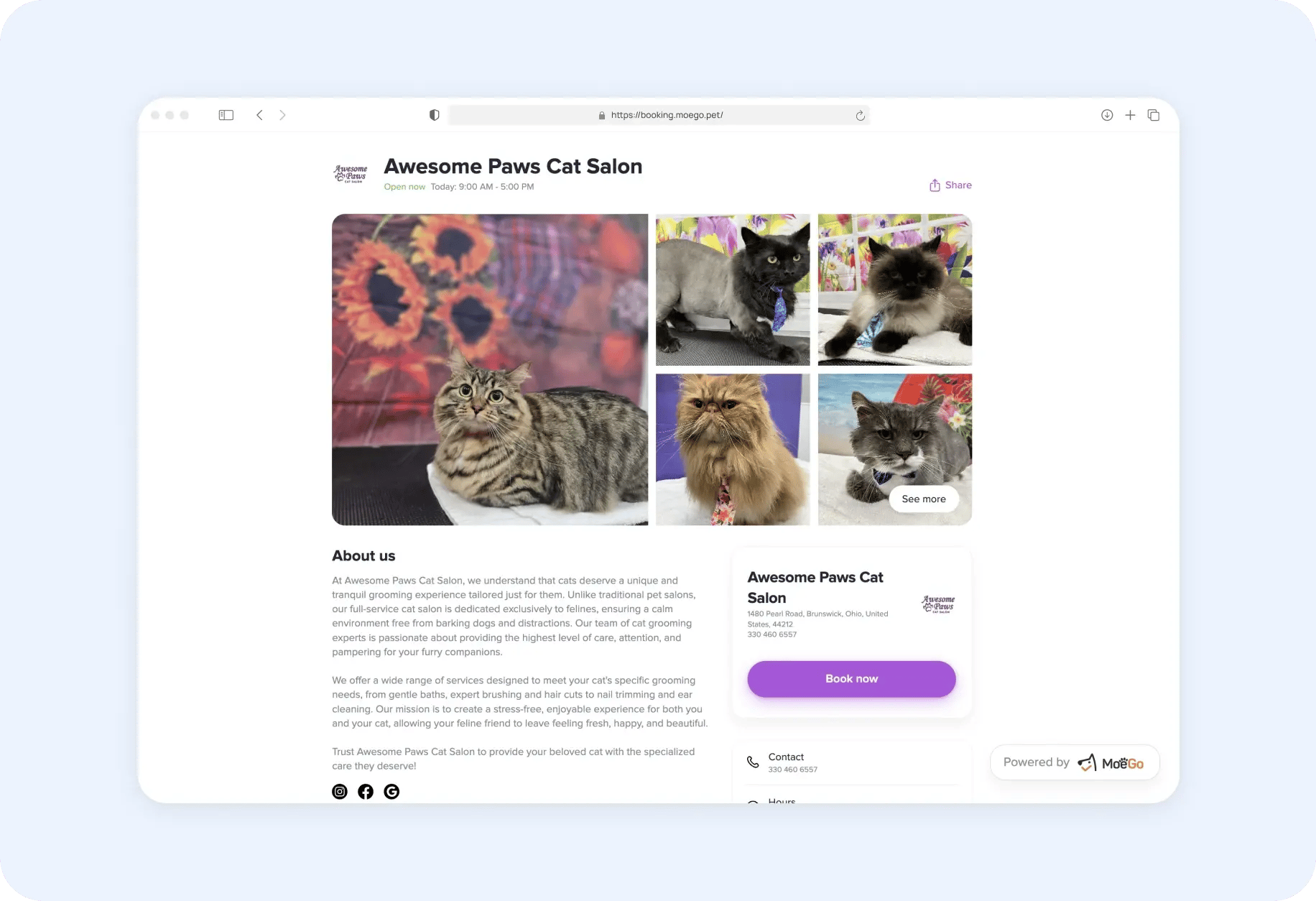 awesome_pawe_cat_salon_ob