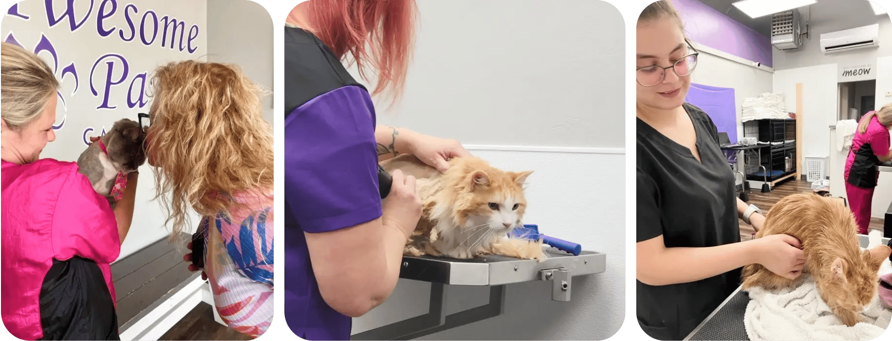 awesome_paws_cat_salon_staff_photo