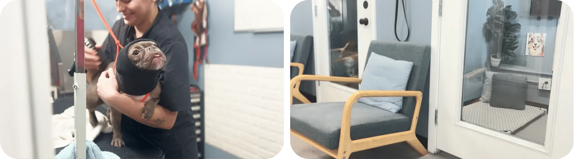 balanced_dog_groom_and_waiting_room