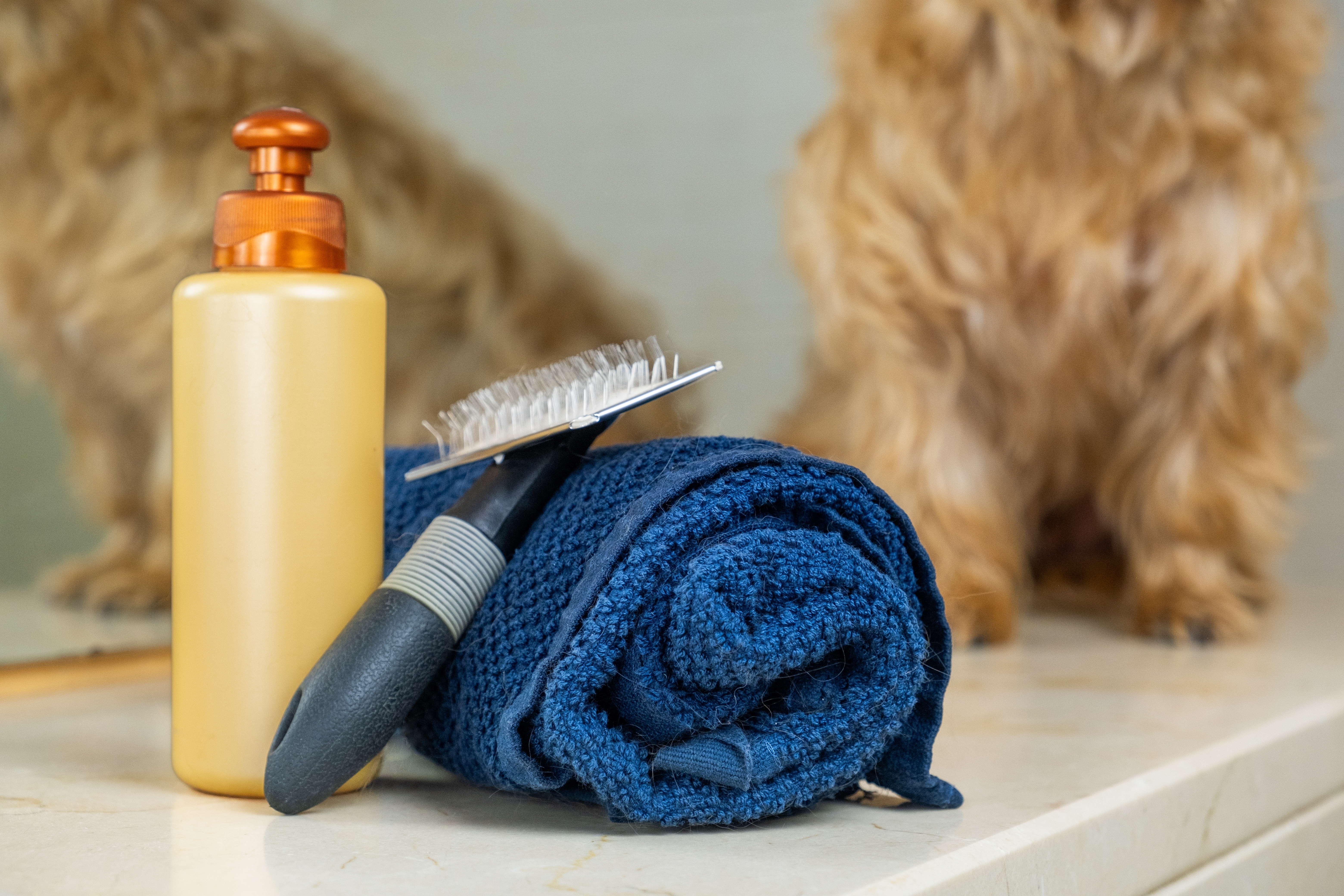 A dog grooming kit with a small light brown dog out of focus in the background. There is a towel, shampoo and brush for proper hygiene and care of your pet