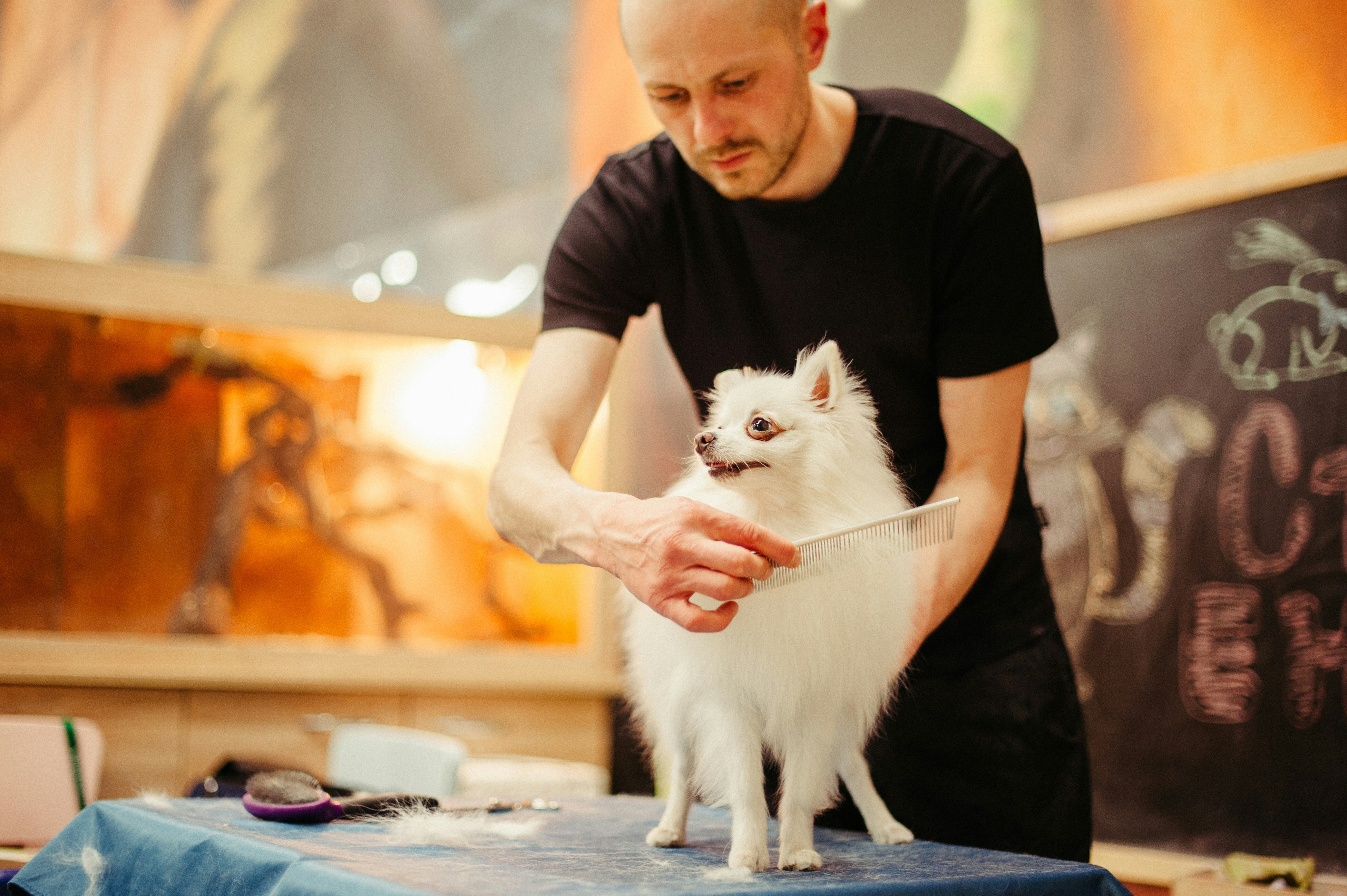 Home-based dog grooming business license requirements – groomer working on a small white dog.