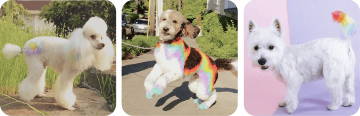 cloud grooming pet pictures