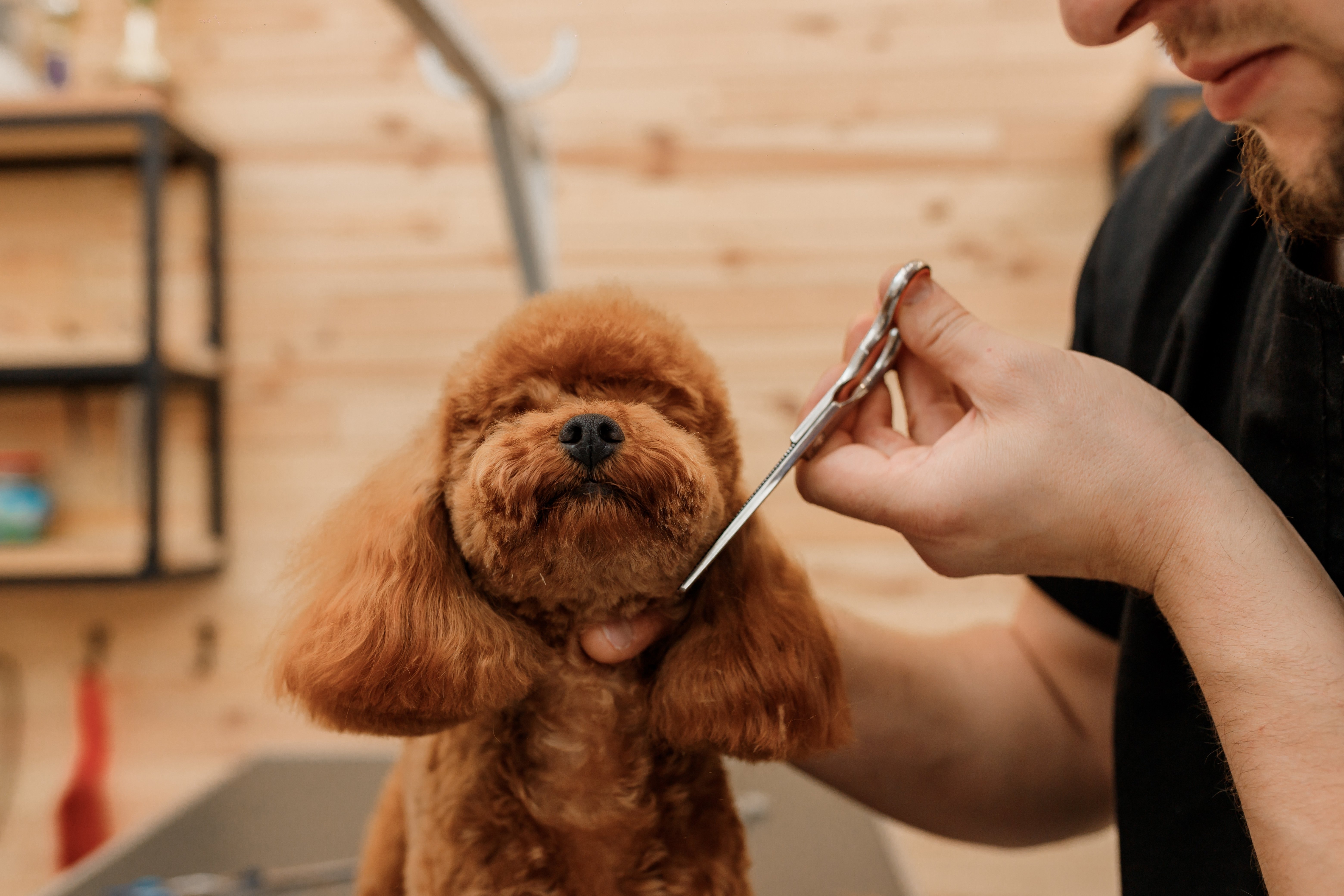 Professional male groomer making haircut of poodle teacup dog at grooming salon with professional equipment