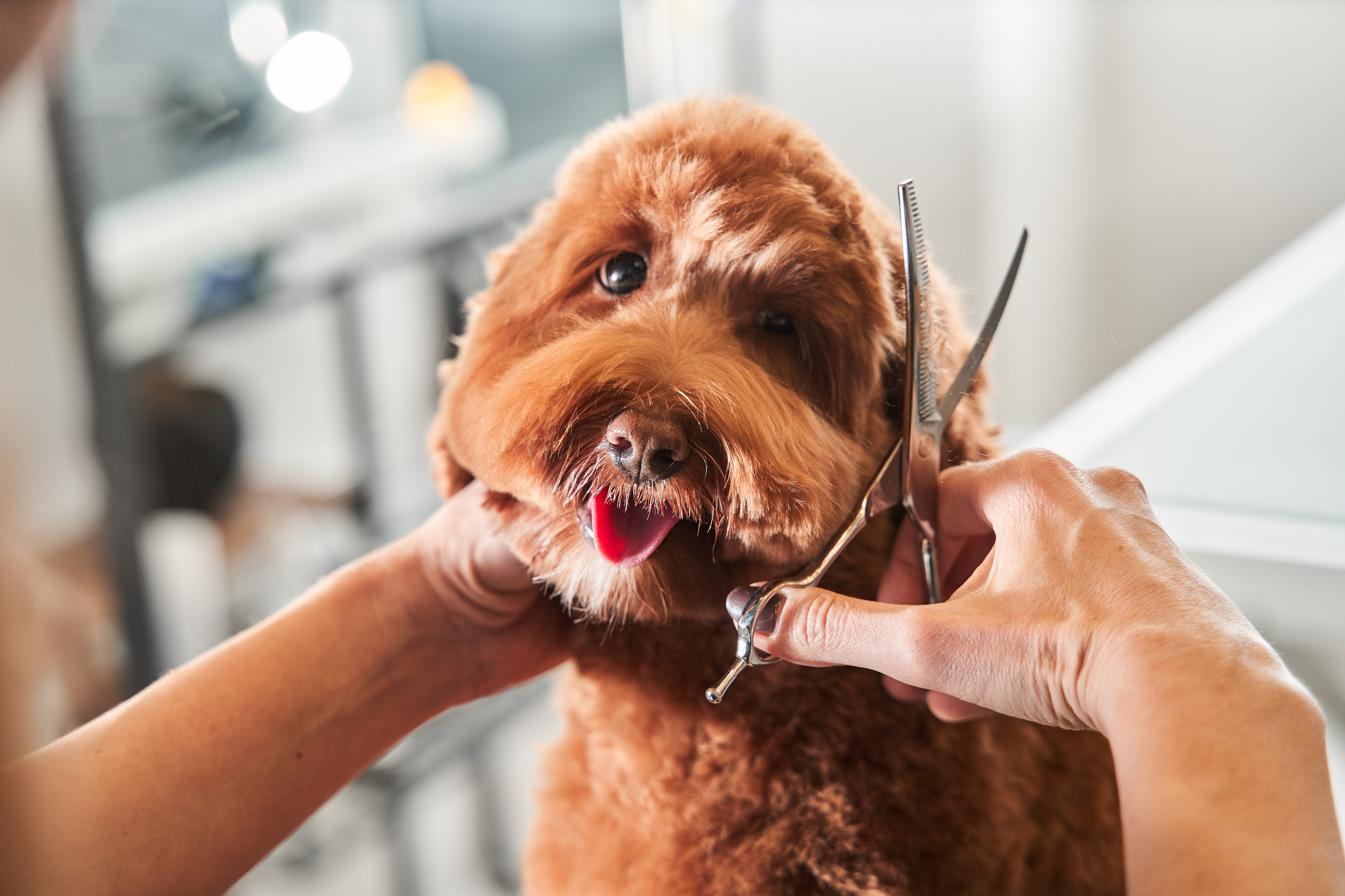 Professional groomer cutting fur with scissors for a brown labradoodle, while the dog’s tongue sticks out