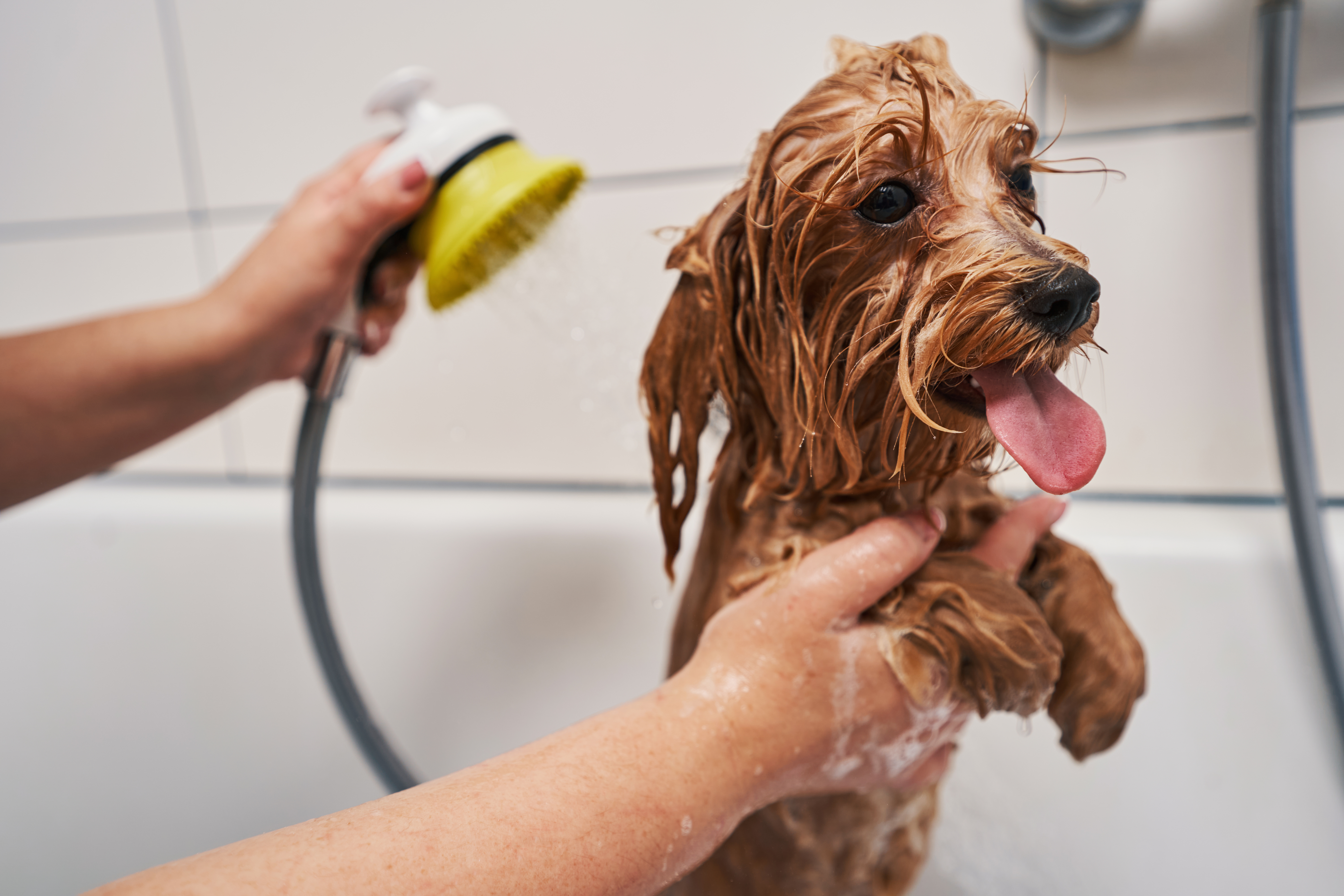 A small, wet Cocker Spaniel with long, floppy ears being bathed in a white tub. A person gently holds the dog while spraying water with a handheld shower brush. The dog looks happy with its tongue out