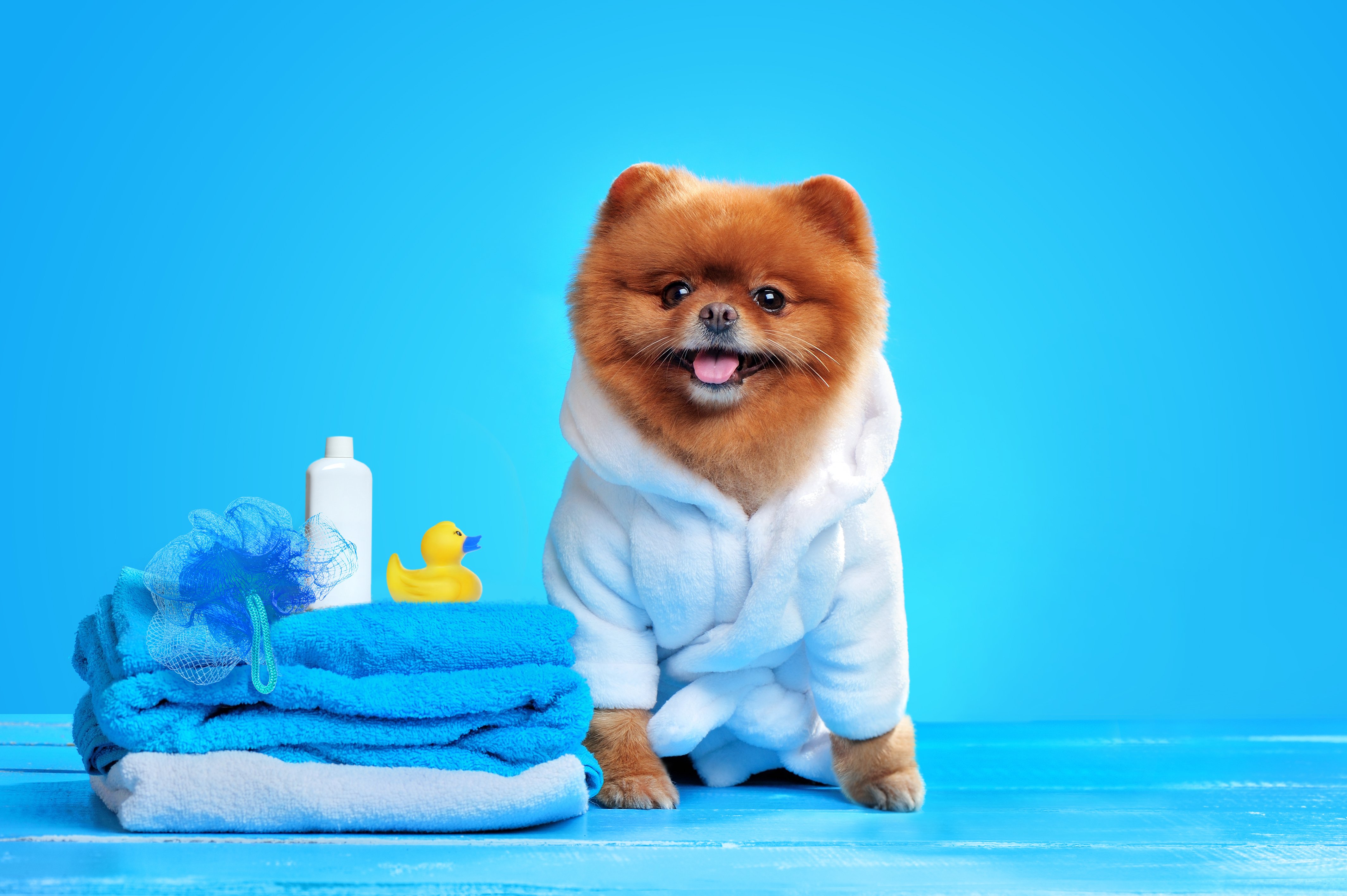 Pretty spitz in a bathrobe after bathing against blue background