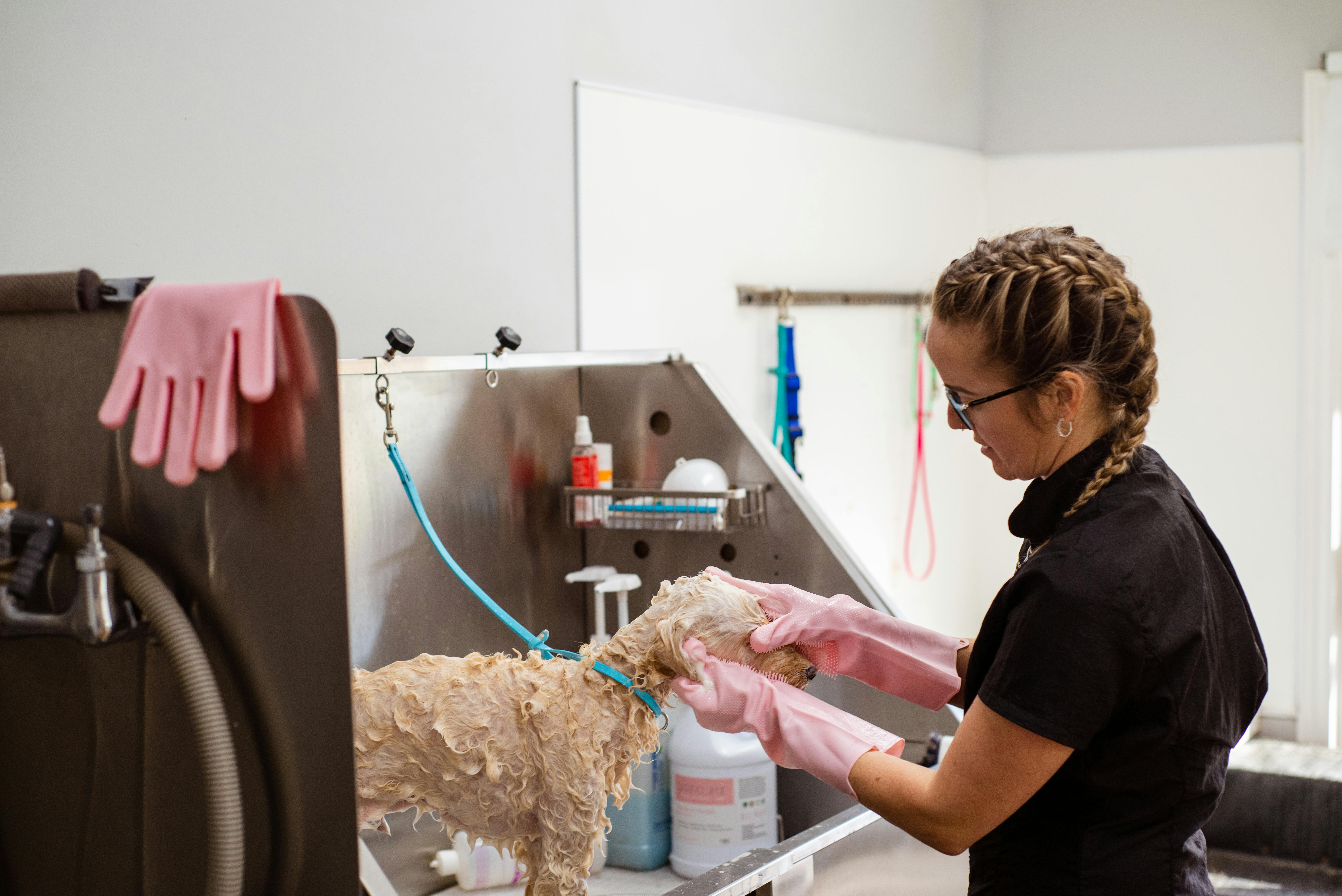 Professional groomer gently washing a pet’s coat in a dog grooming salon