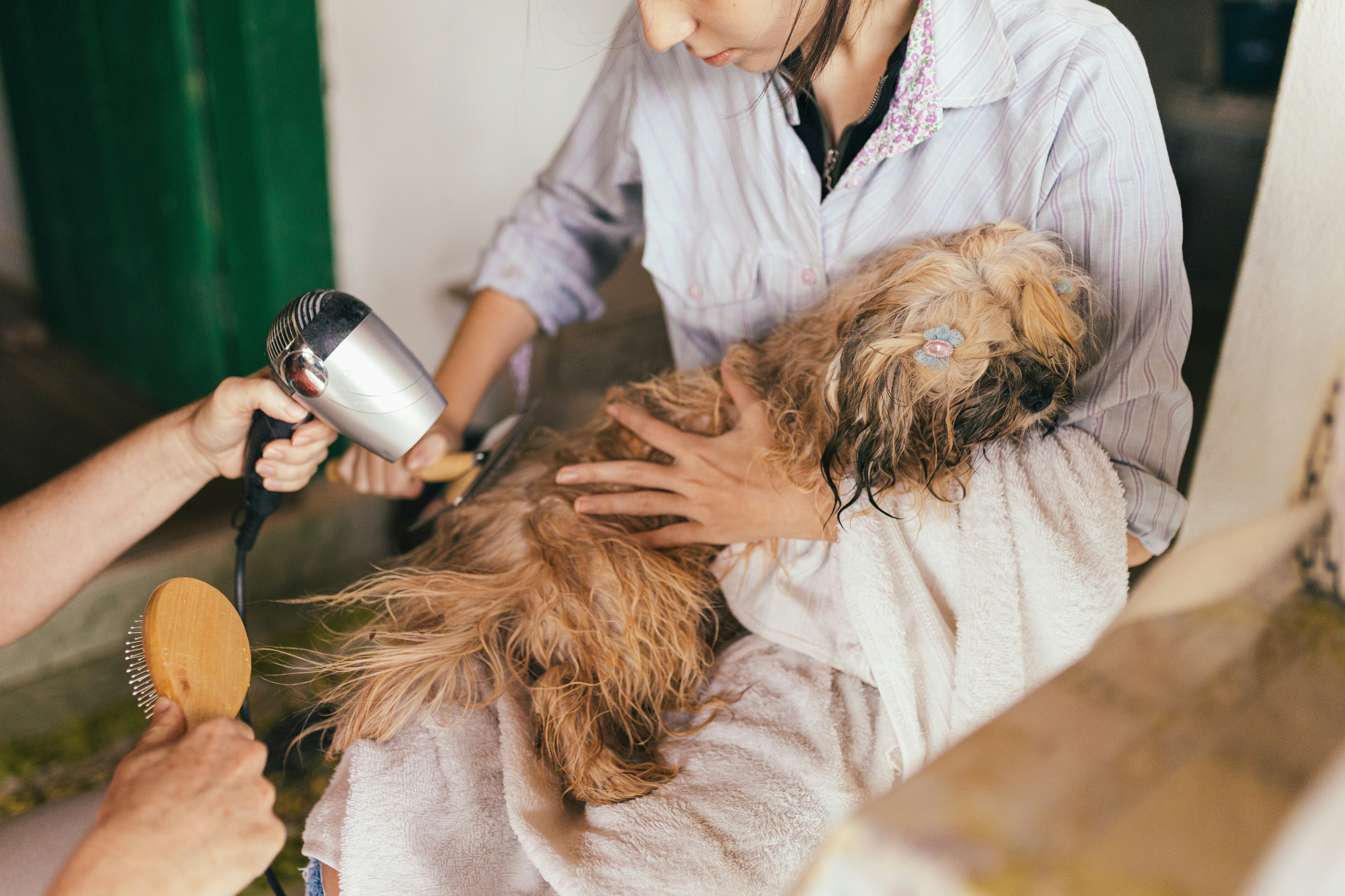 Running a dog grooming business from home – drying and brushing a small wet dog.