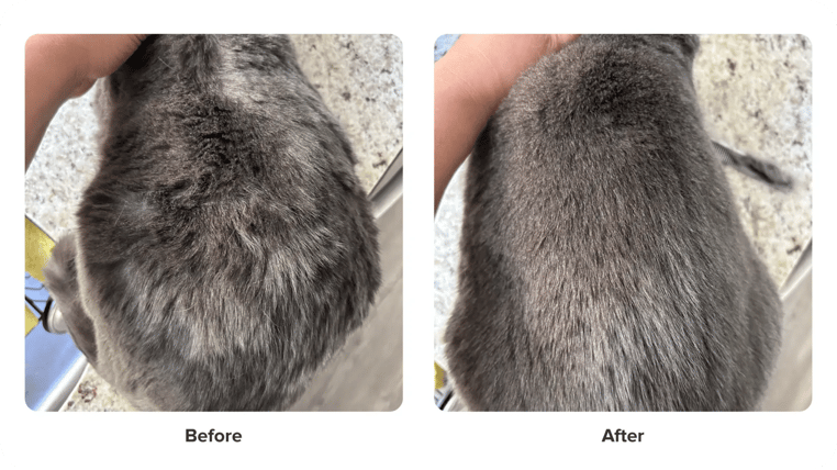 mercedes schenk before and after