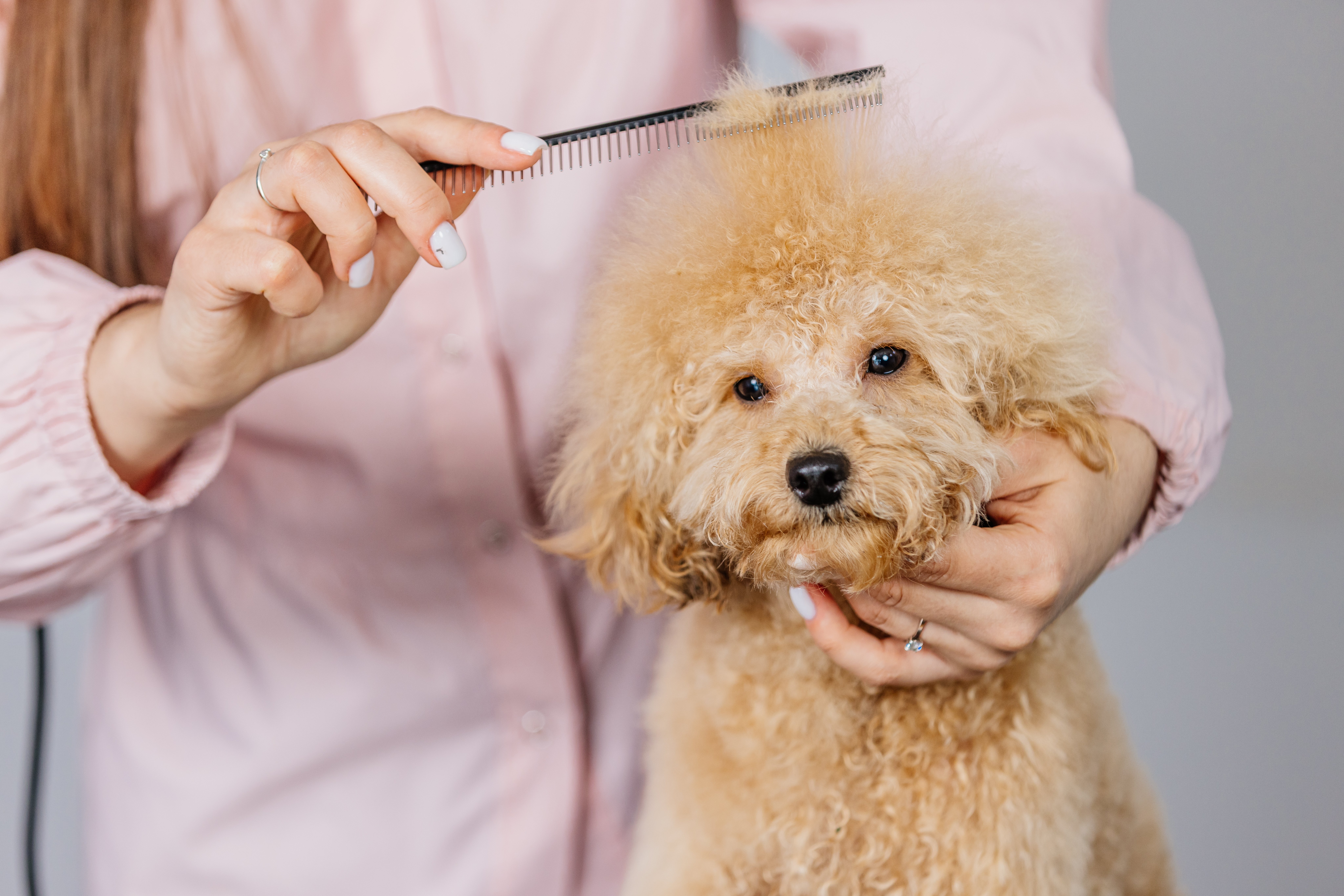 moego Mobile Dog Grooming Software