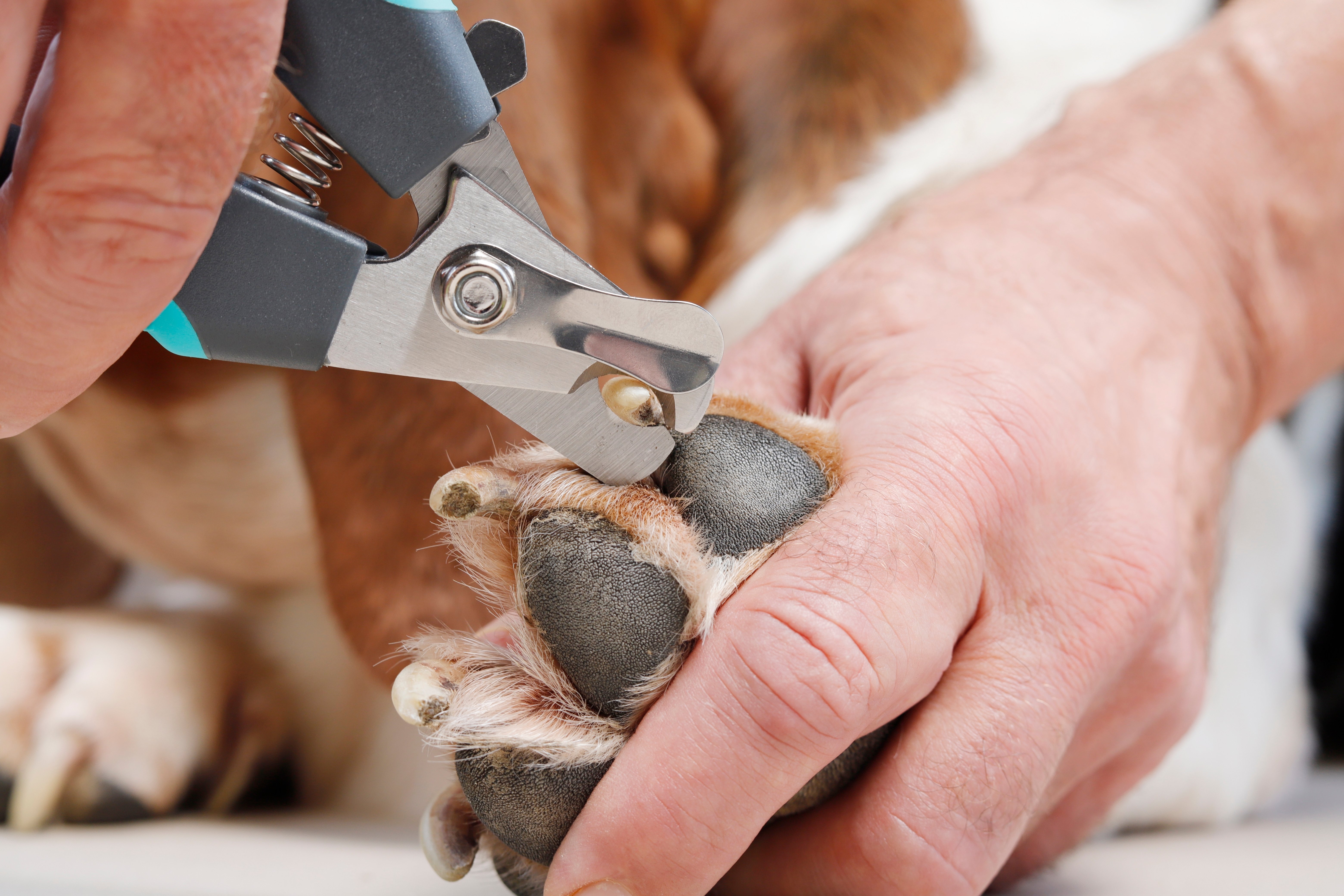 A dog grooming professional trimming a dog's long nails with a special tool