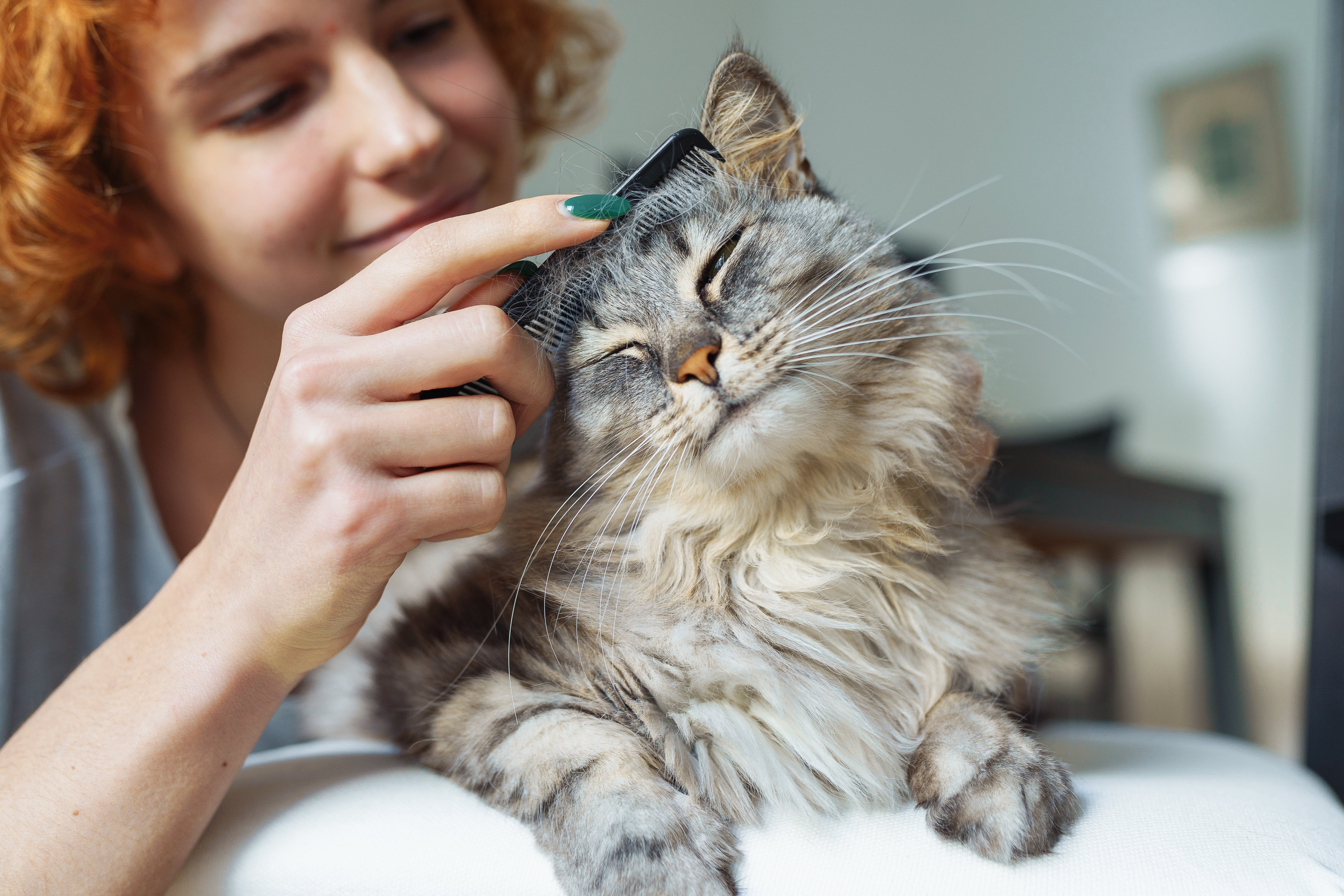 teenage girl takes care fur fluffy long-haired domestic cat