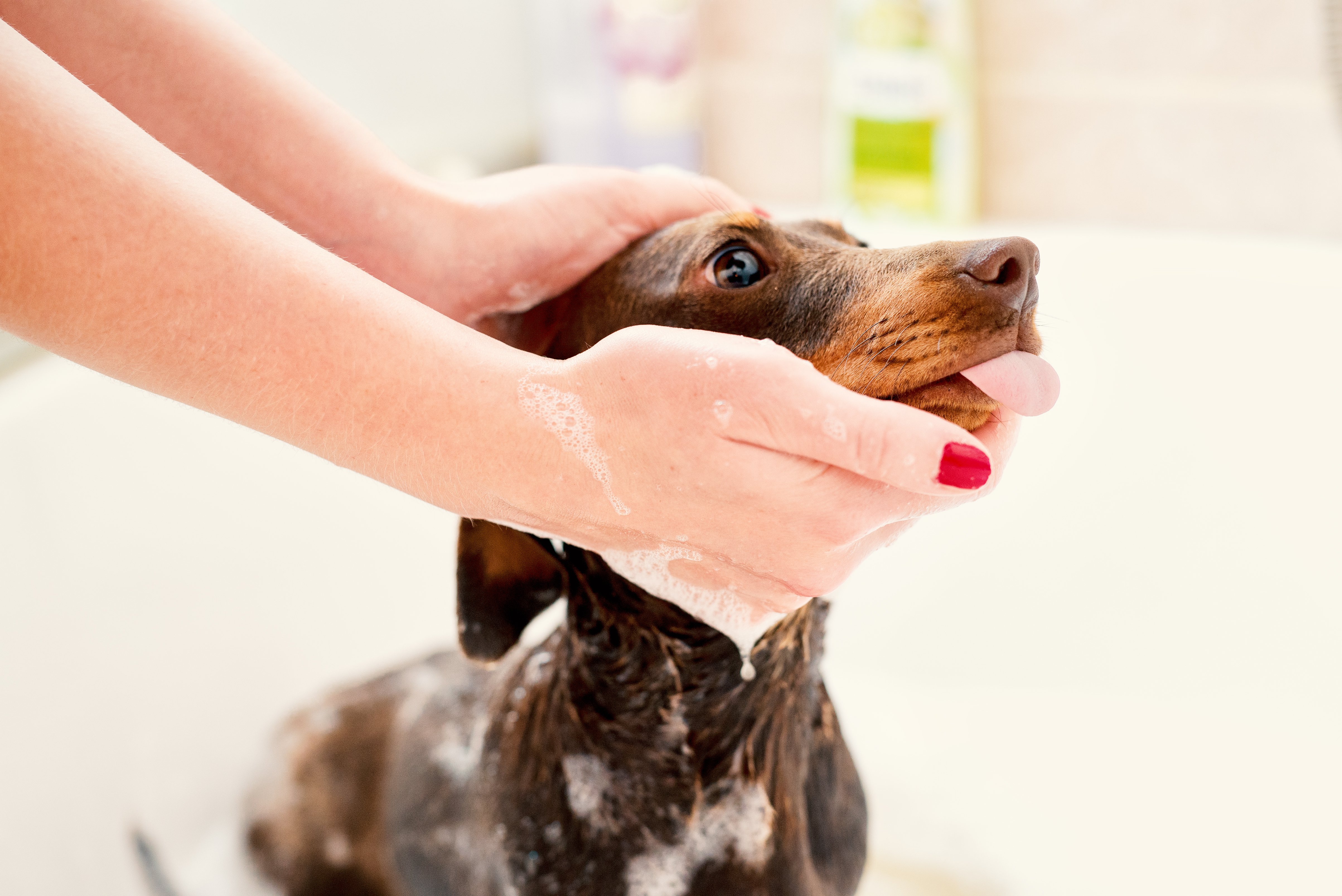 Understanding the true financial impact of professional dog grooming software requires looking beyond monthly subscription fees to examine total operational costs and revenue opportunities.