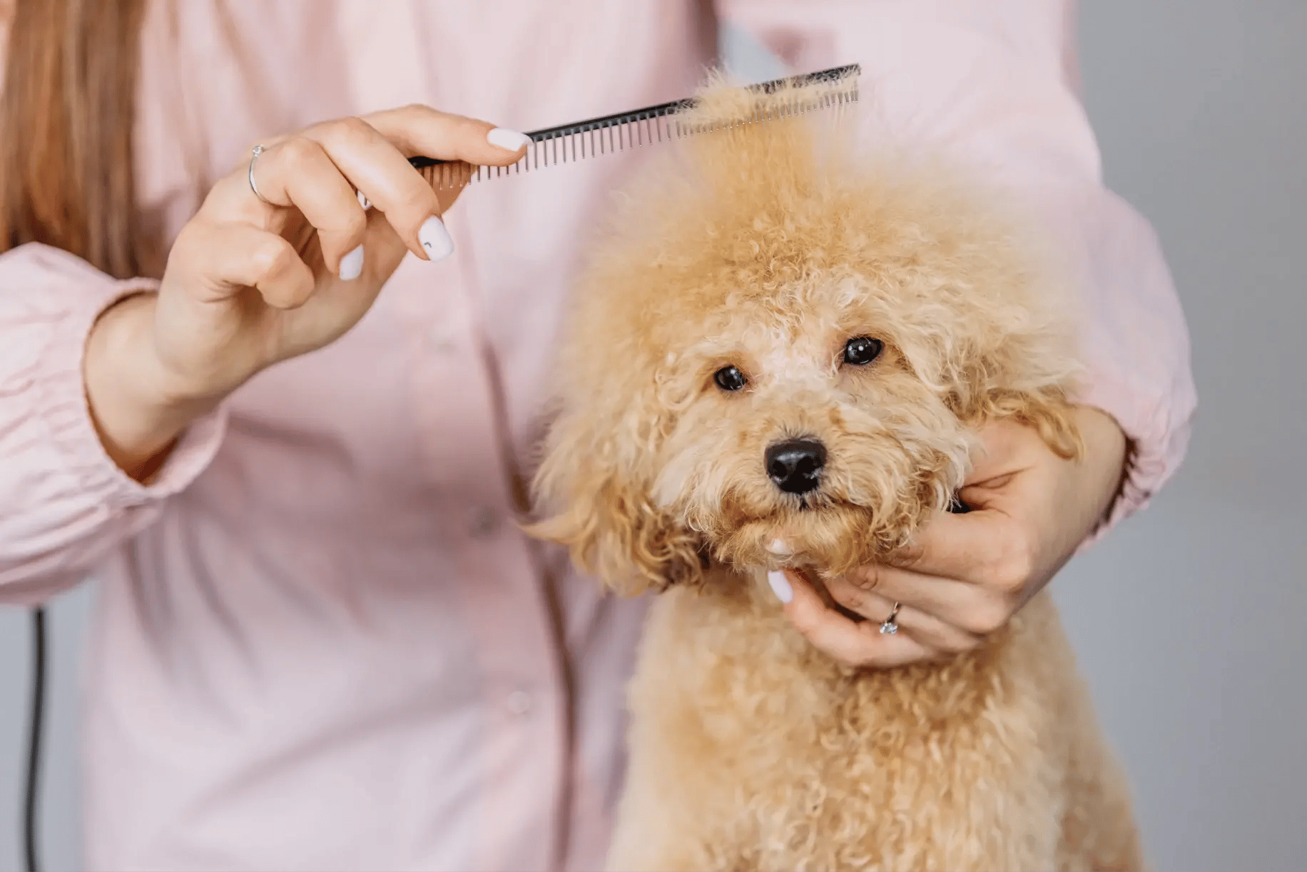 moego_mobile_dog_grooming_software_1_2x