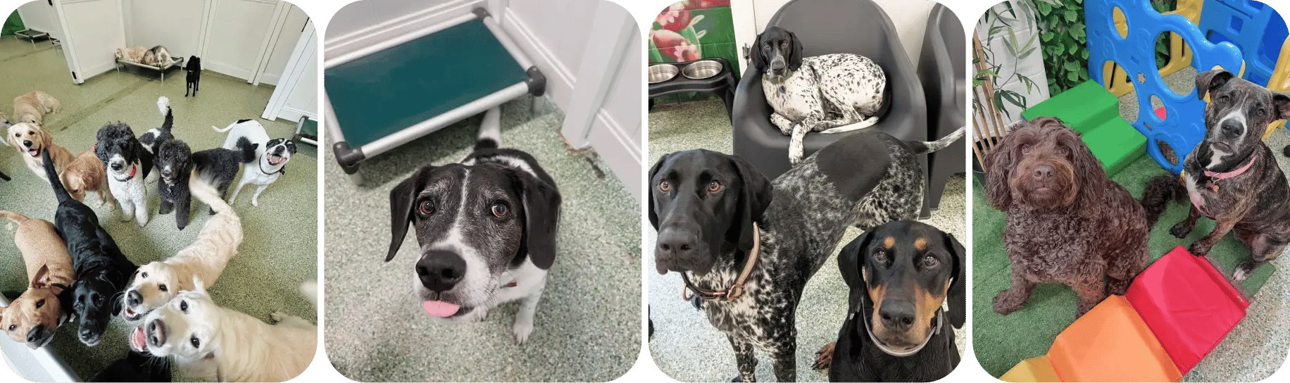 paddingtong_pups_photo