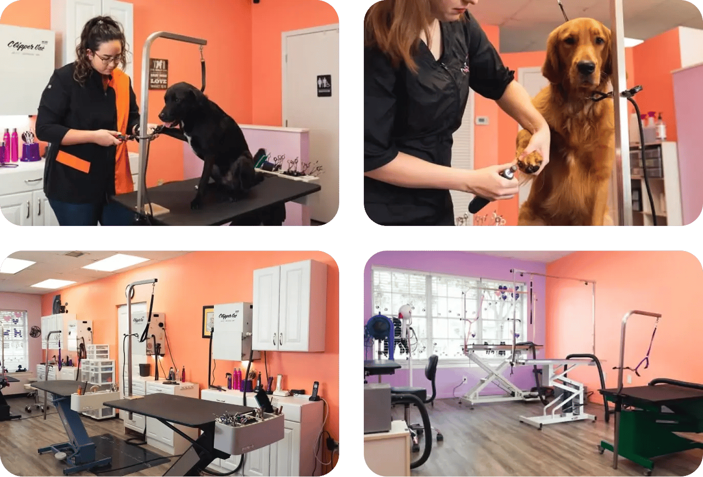 pet styles by jennifer