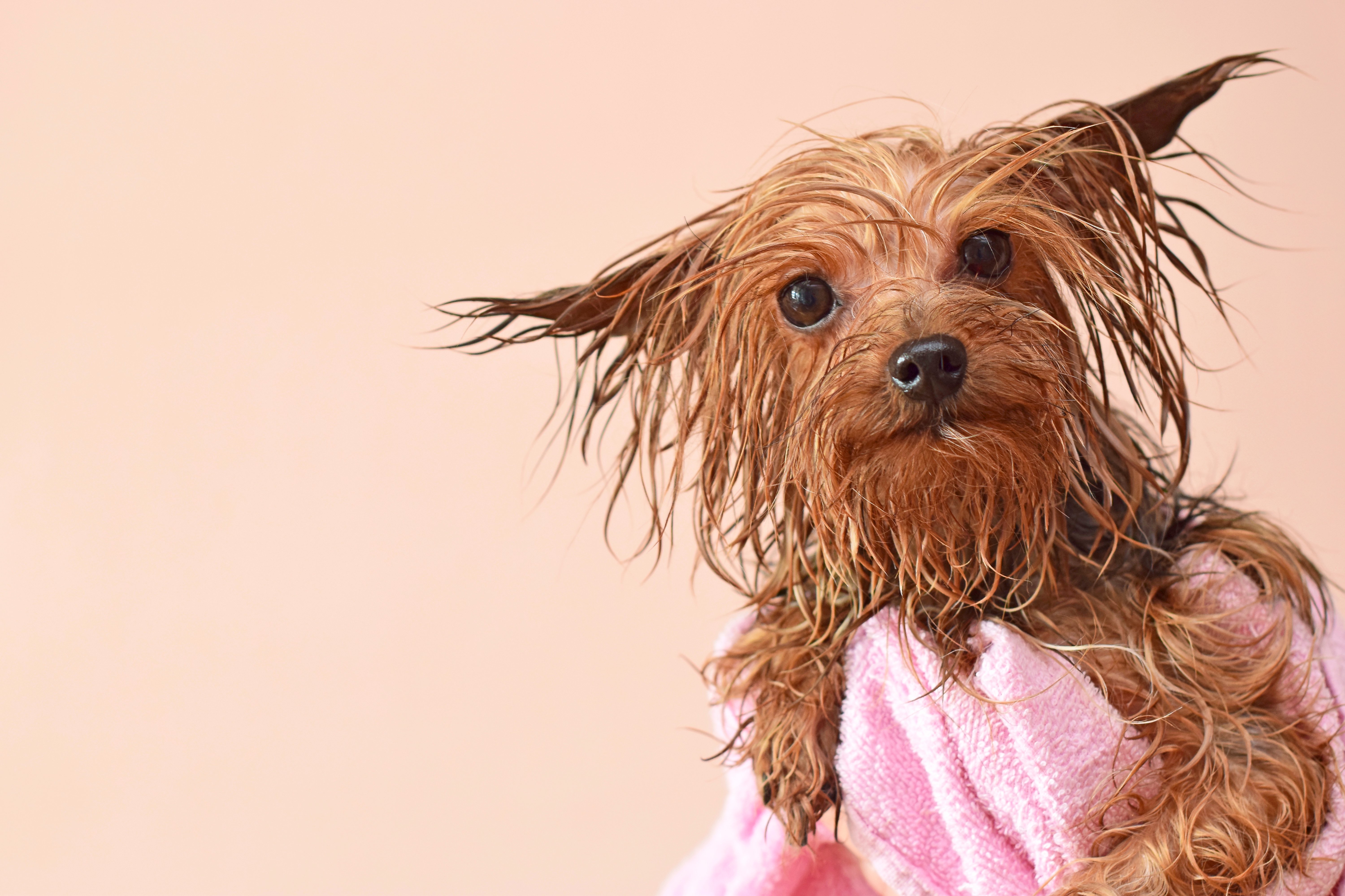 A wet Yorkshire Terrier looks ahead after bathing in a pink towel, idea of an animal salon