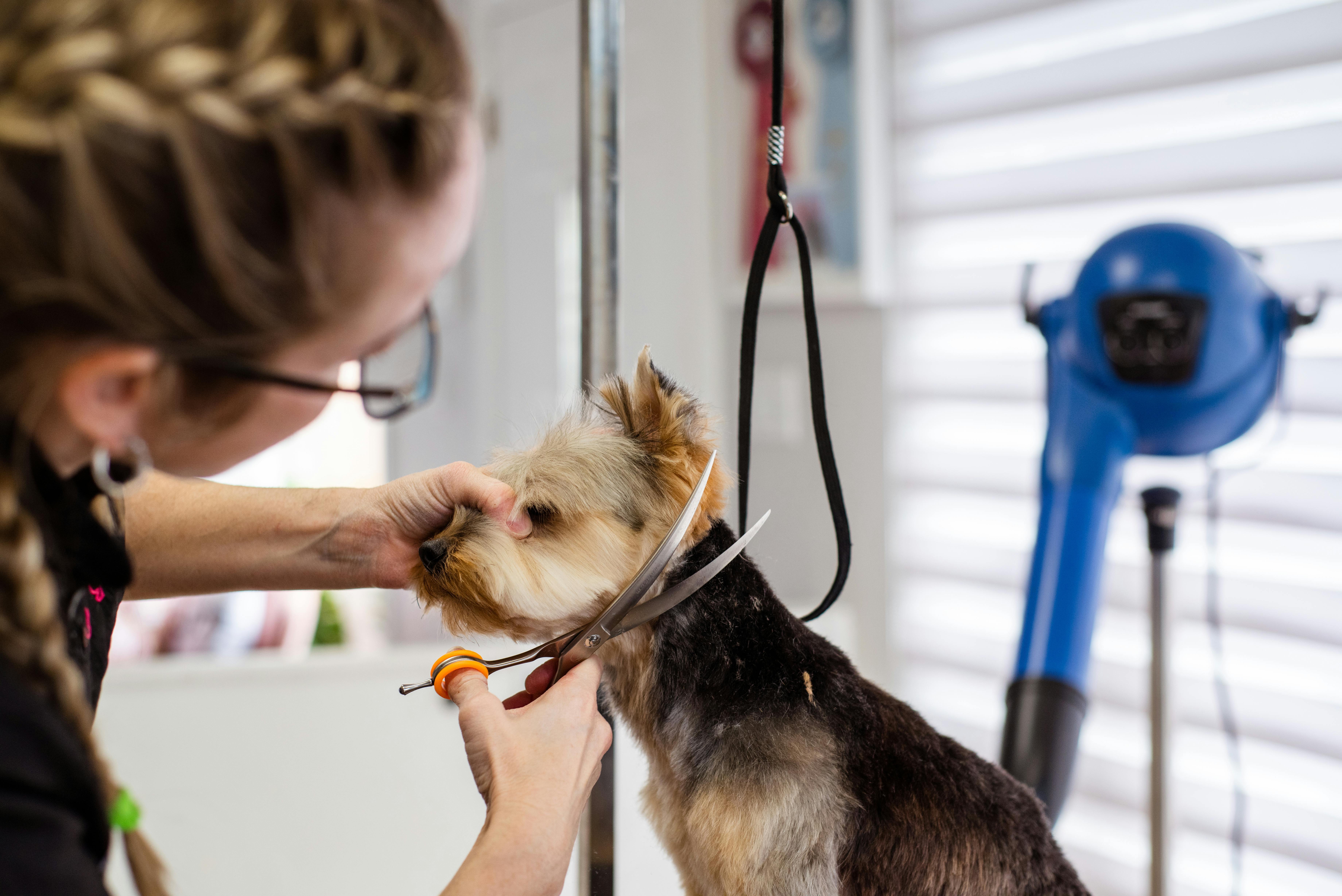 Groomer trimming small dog’s fur in a home based dog grooming business setup