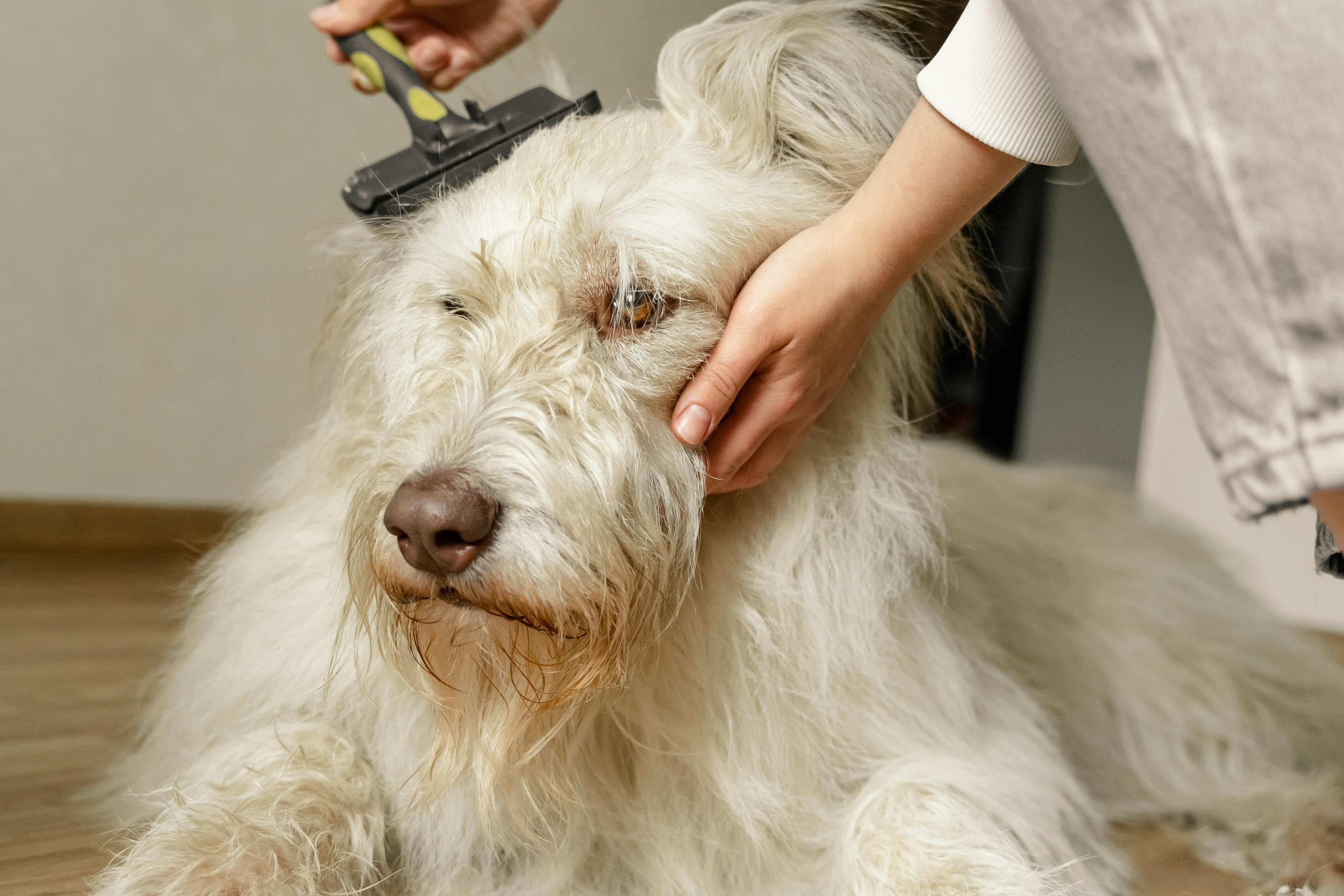 Groomer brushing large dog as part of starting a dog grooming business from home setup.