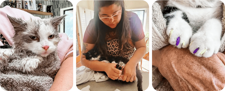 the meow mobile cat grooming 2