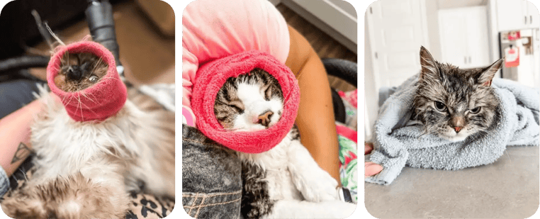 the meow mobile cat grooming-1