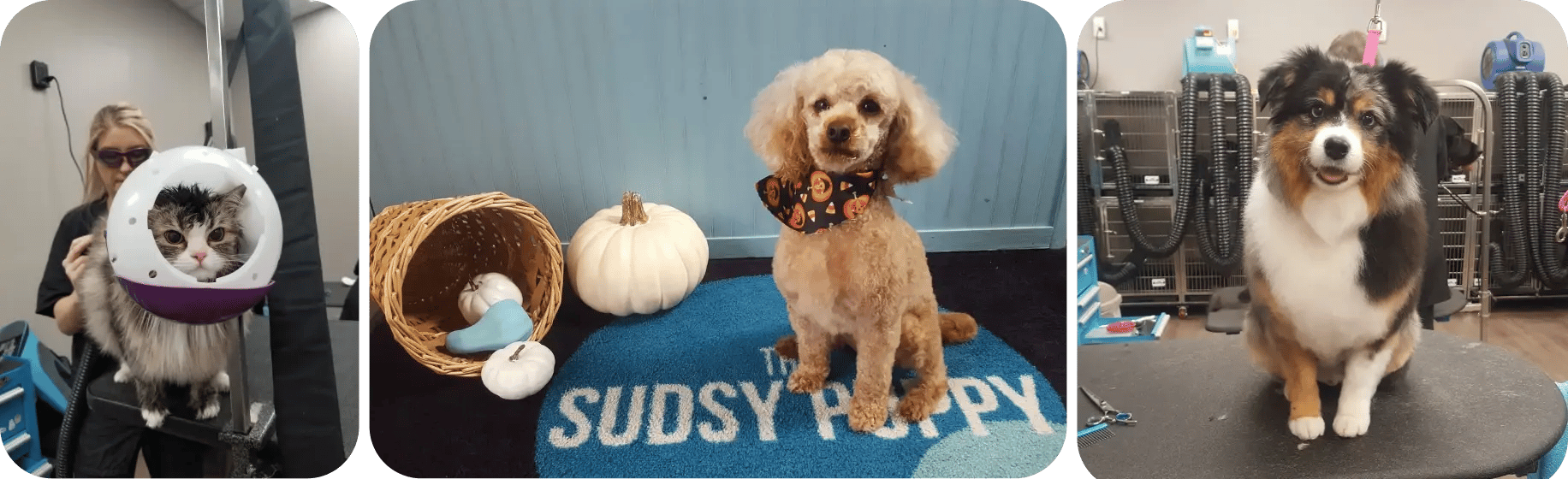the_sudsy_puppy_photo