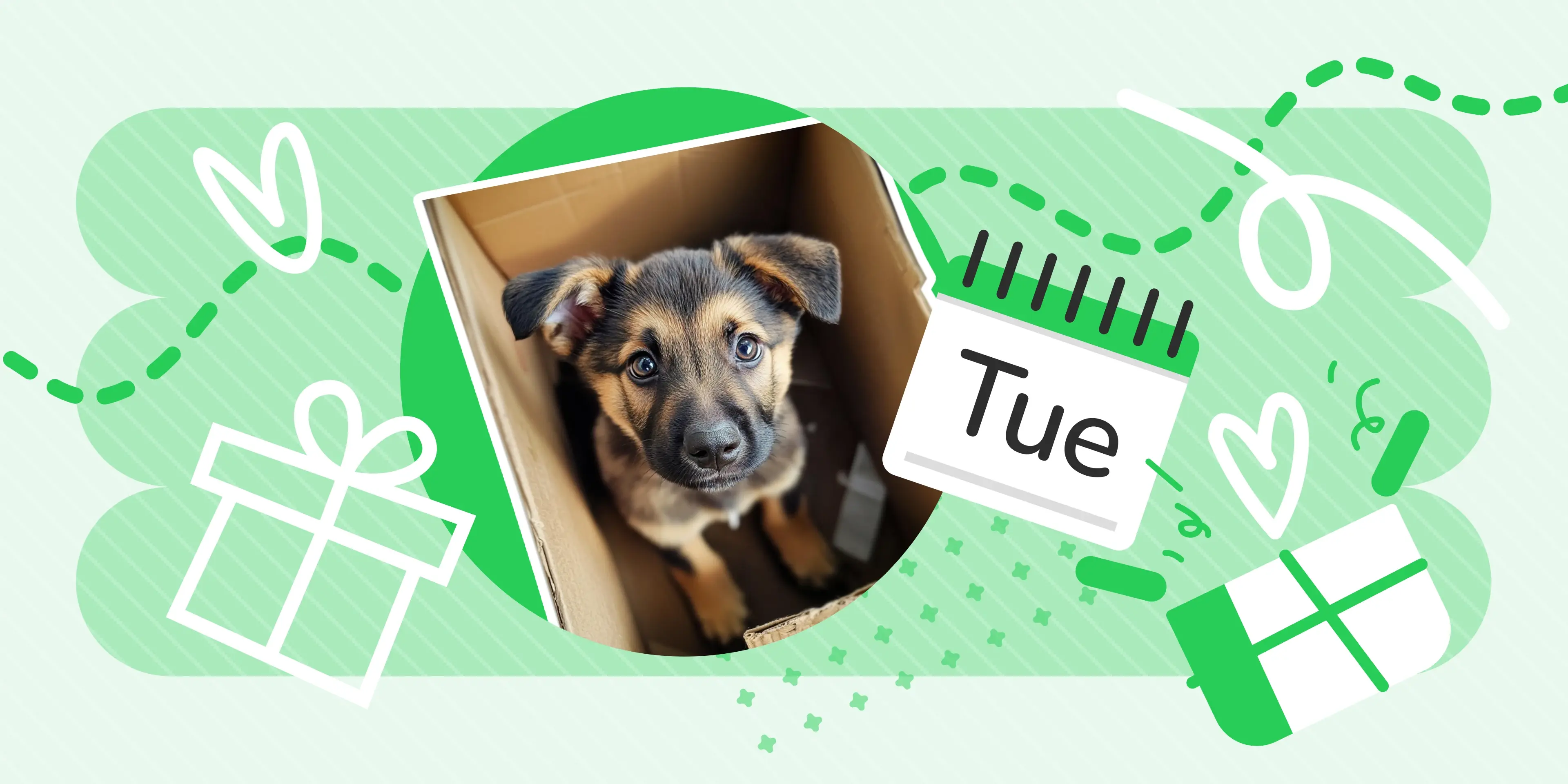 Animal Charities to Give to This Giving Tuesday (And All Year Round)