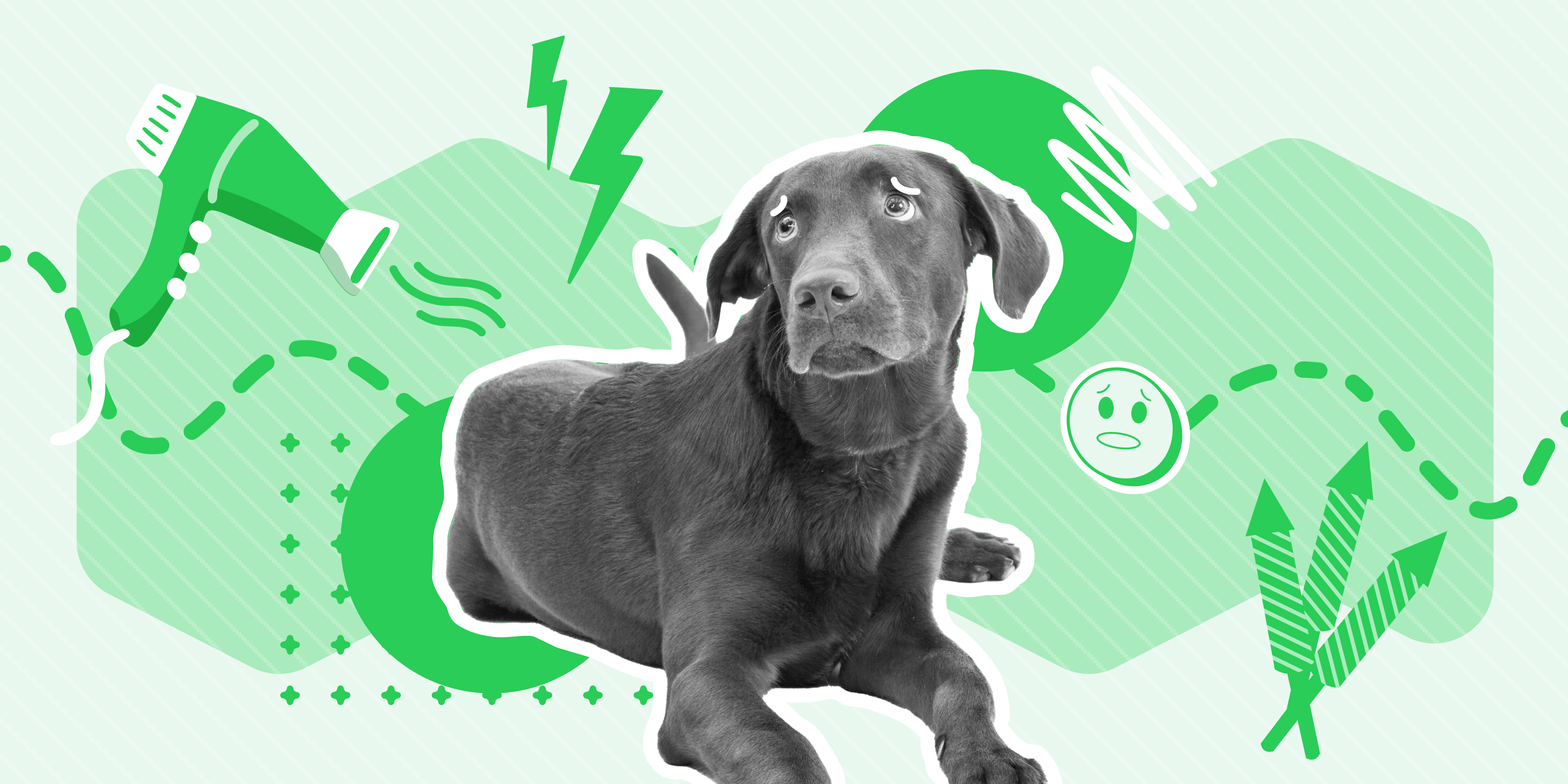 a worried dog Understanding Canine Anxiety: A Guide for Pet Care Professionals